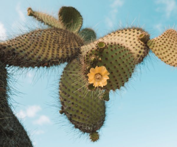 Galapagos Cactus