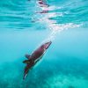 Floreana Underwater Penguin