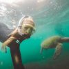 Galapagos Snorkel with Turtles