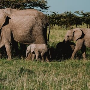 Annett - Kenya Luggage Tag + Camera Strap