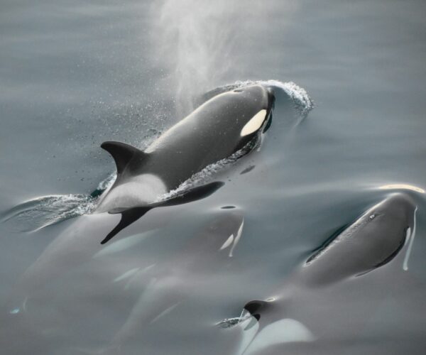 Antarctica February 23rd-March 4th, 2027 - DEPOSIT Balcony Stateroom, Category C (Shared) - Image 4